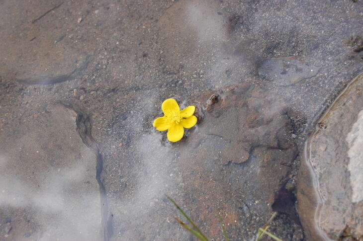 Gul blomst på steingrunn