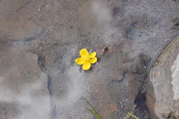 Blomst