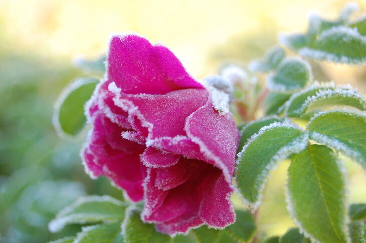Rose Rose